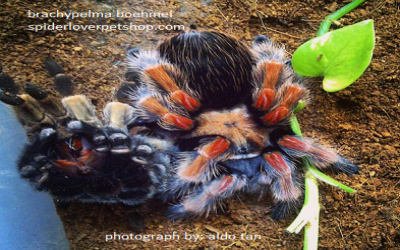 b. boehmei female 8-9 cm tarantula